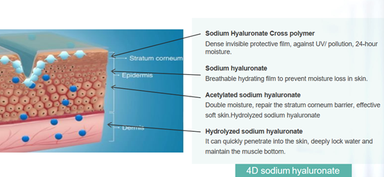 Hyaluronate de sodium 4D (HA)
