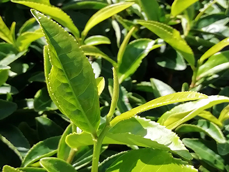 Pourquoi le terroir est-il important pour la qualité de la poudre de matcha haut de gamme ?
